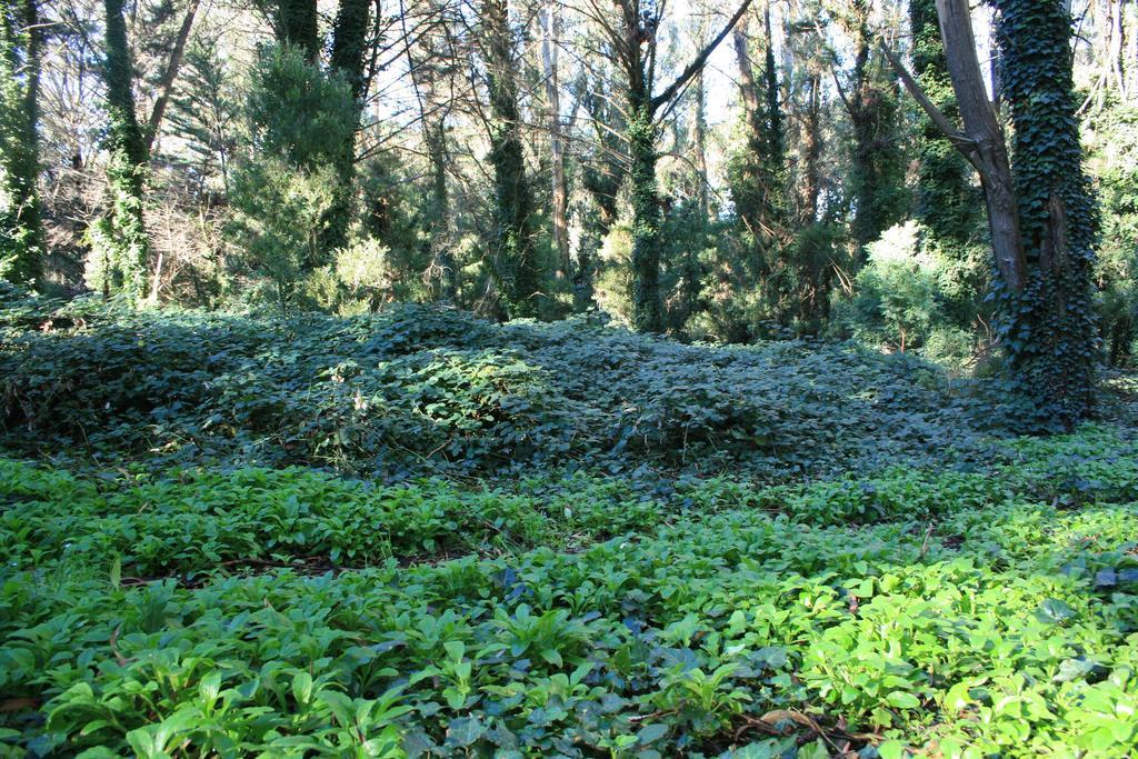 Las Cortaderas Bosque Peralta Ramos Mar del Plata Buitenkant foto